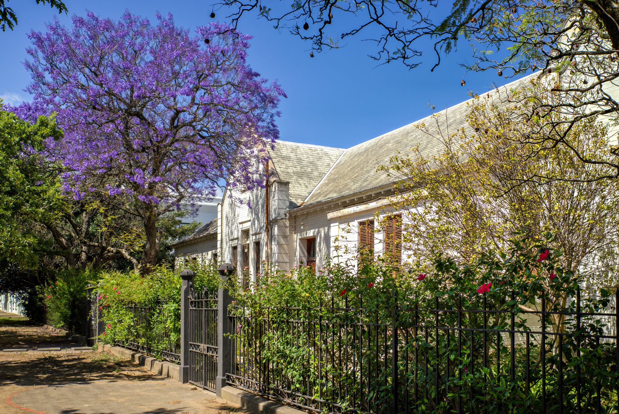 Jararanda-Bäume an "Die Braak" in Stellenbosch markieren einen historischen Platz, der seit 1703 als Parade- und Exerzierplatz diente. Später nutzte man ihn für Sport und Feierlichkeiten. Seit 1908 ist er als offener Grünraum geschützt und bleibt ein zentraler Treffpunkt der Stadt, umgeben von Wegen und Parkplätzen.